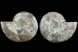 Cut & Polished Ammonite Fossil - Agatized #91156-1